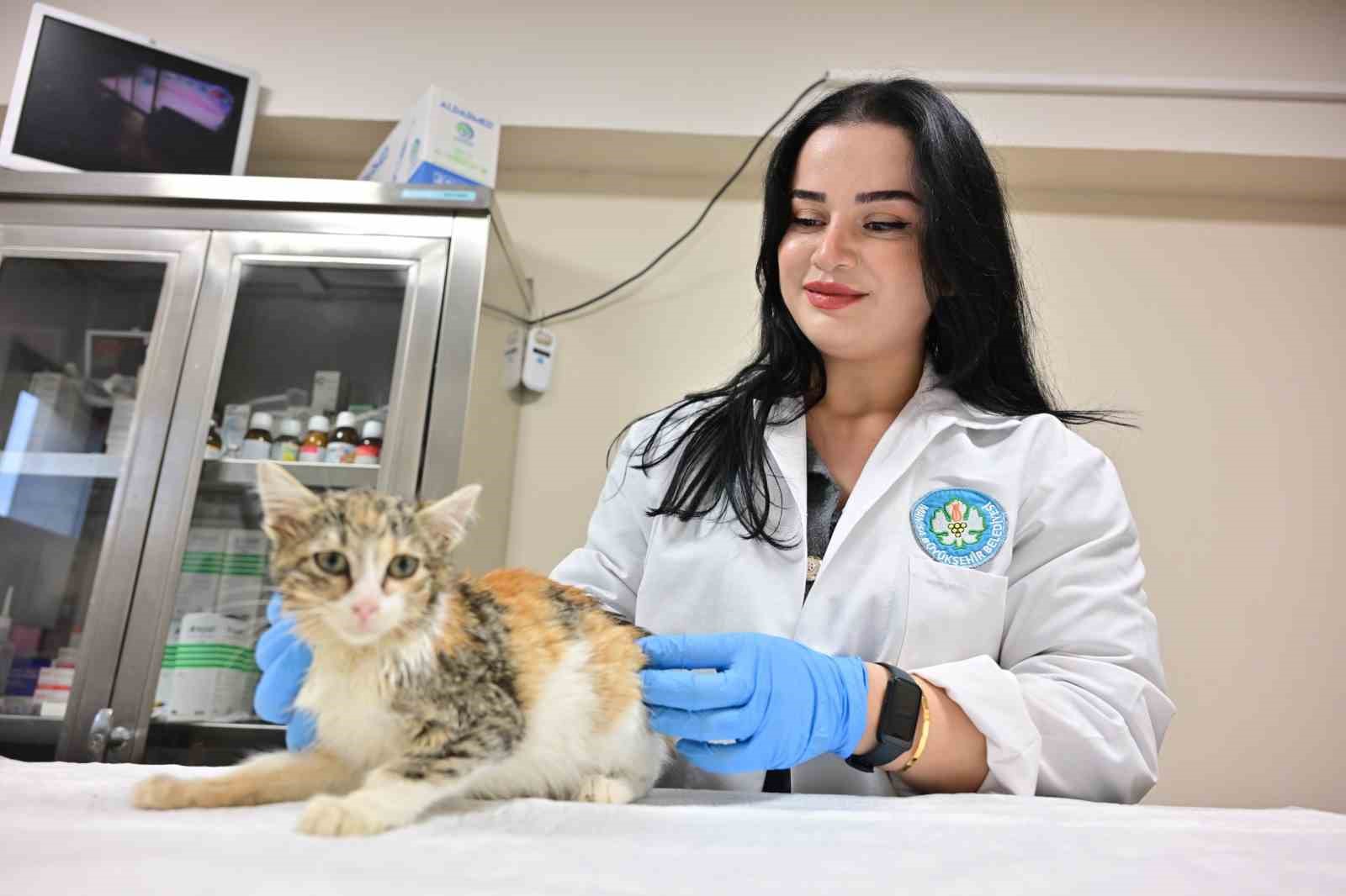 Minik Patiler Kliniği’nde kısırlaştırılan kedi sayısı 3 bini geçti