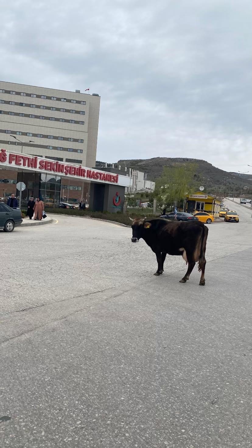 Elazığ’da yolunu kaybeden inek hastane önünü mesken tuttu
