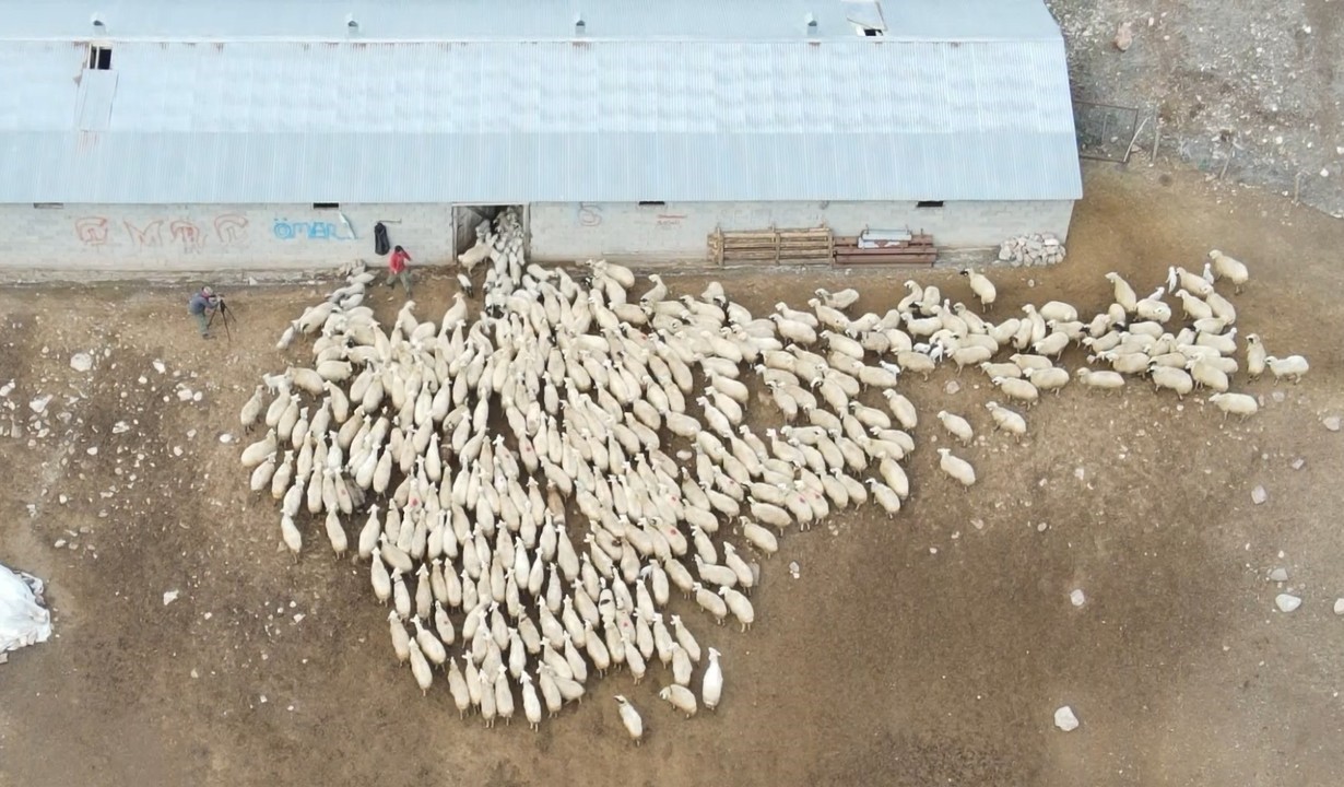 Erzincan’da koyun ve kuzuların coşkulu buluşması havadan görüntülendi