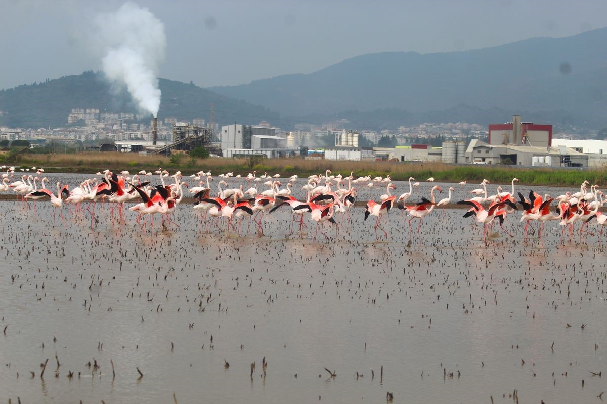 Flamingolar Söke Ovası’nı şenlendirdi