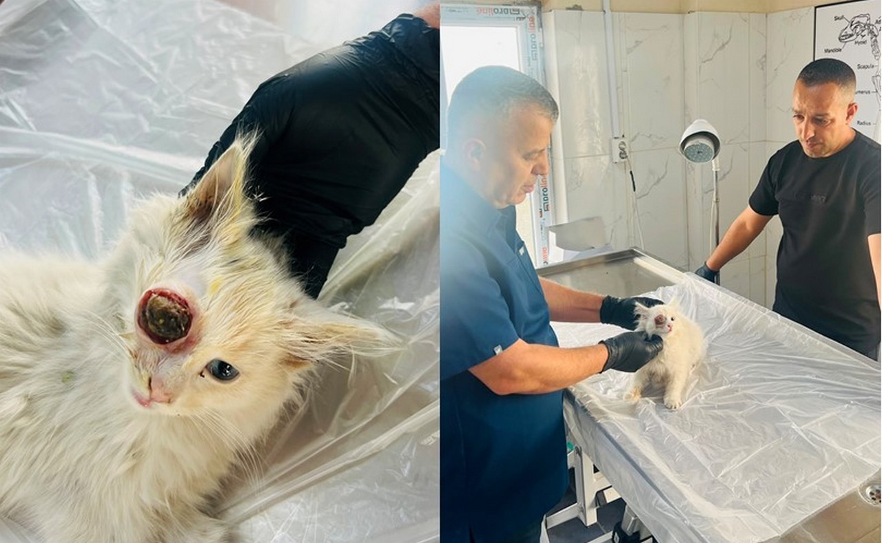 gozu-disari-cikan-kedi-basarili-ameliyatla-sagligina-kavustu