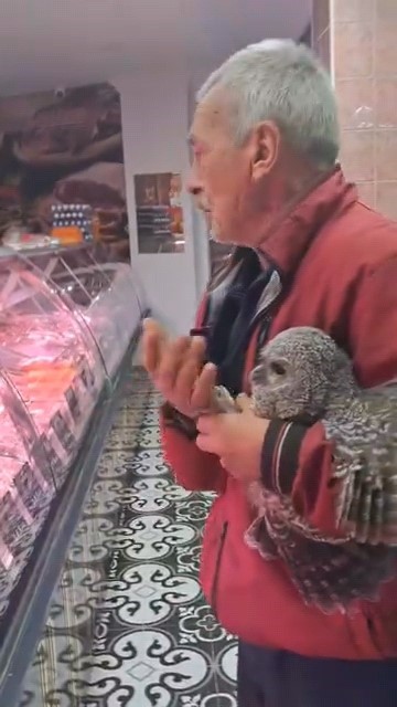 Bursa’da yuvasından düşen baykuş kasaba götürüldü