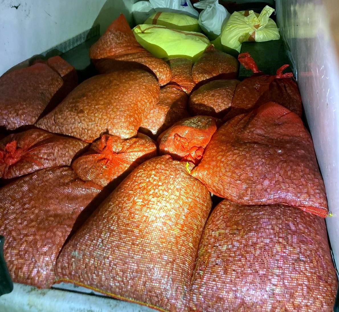 Samsun’da kaçak avlanan 1 ton midye denize geri bırakıldı