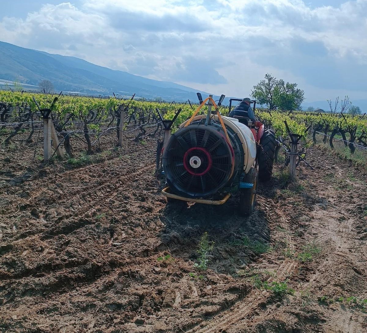 Sarıgöl’de yağmur sonrası bağlarda ilaçlama çalışması başladı