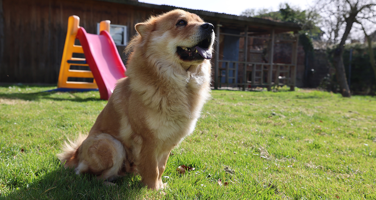 Almanya'da köpek vergileri 2025 yılında arttı