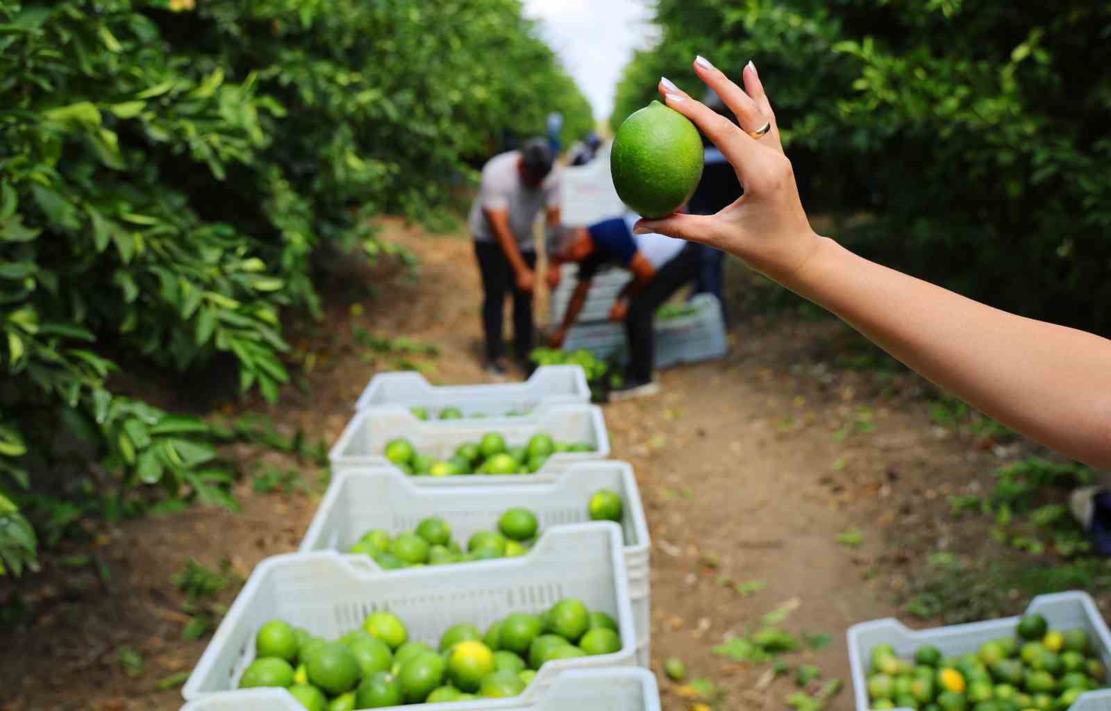 Limonda stokçuların oyunu ortaya çıktı