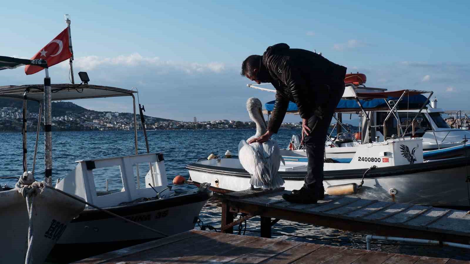 Foça, bu yaz da sevilen misafiri pelikan Tosun’u ağırlıyor