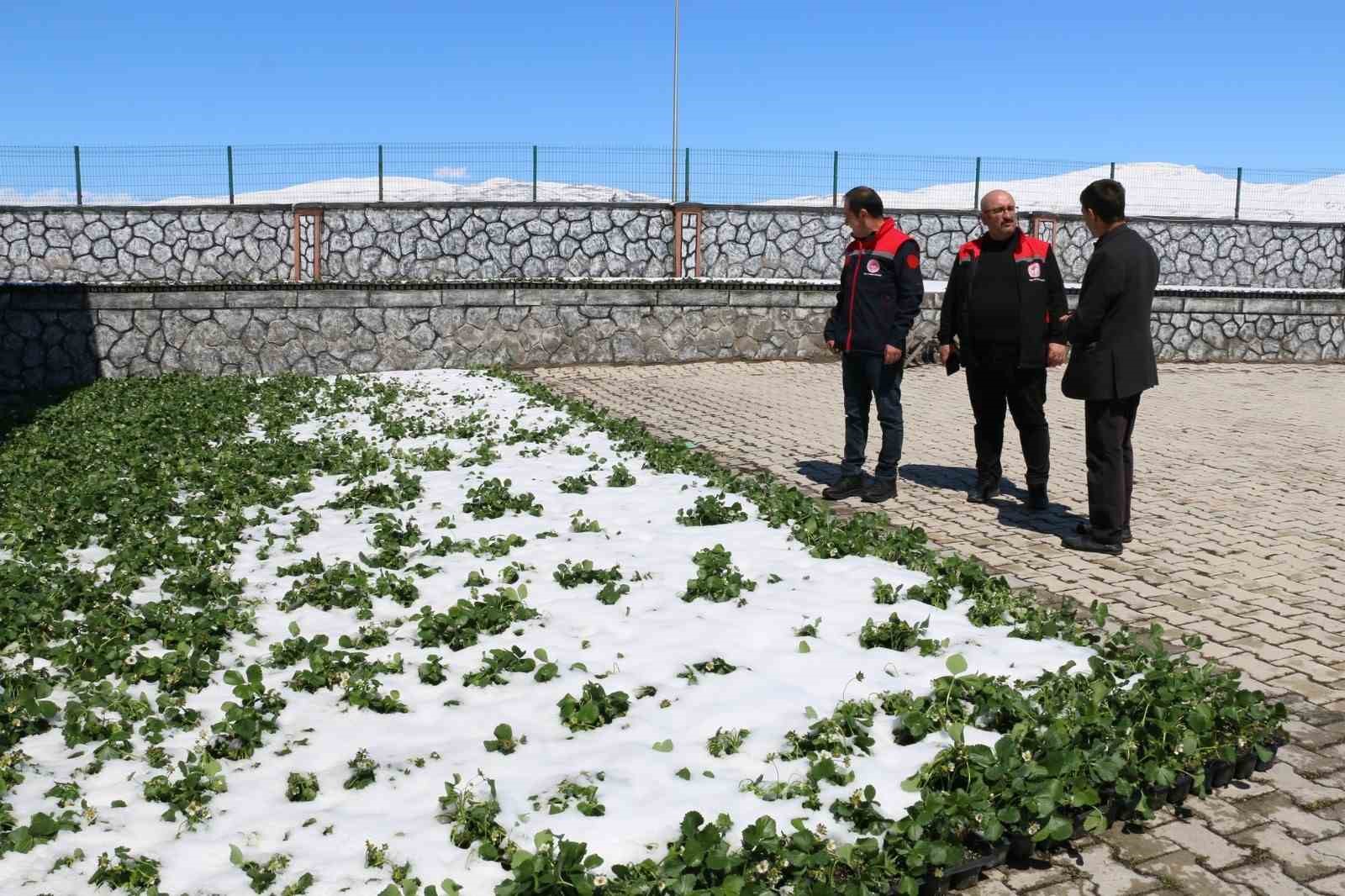 Erzincan ve ilçelerini zirai don vurdu