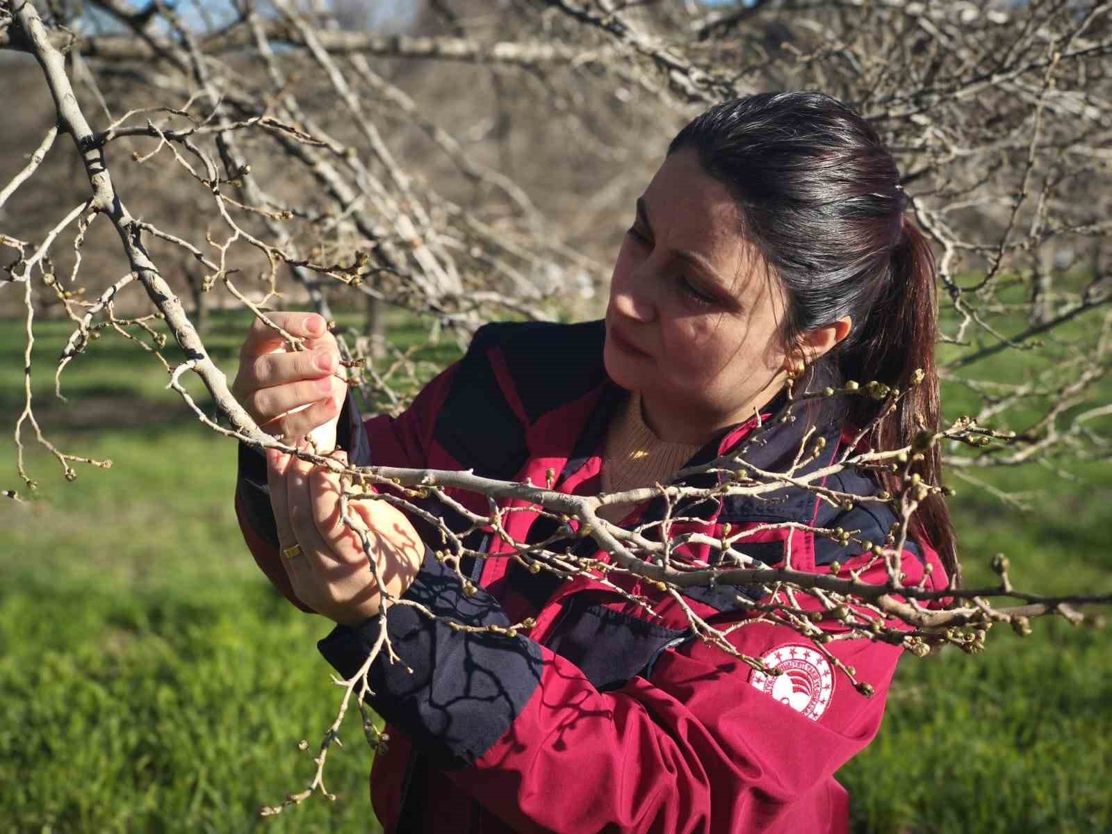 Türkiye’nin en önemli dut merkezini zirai don vurdu
