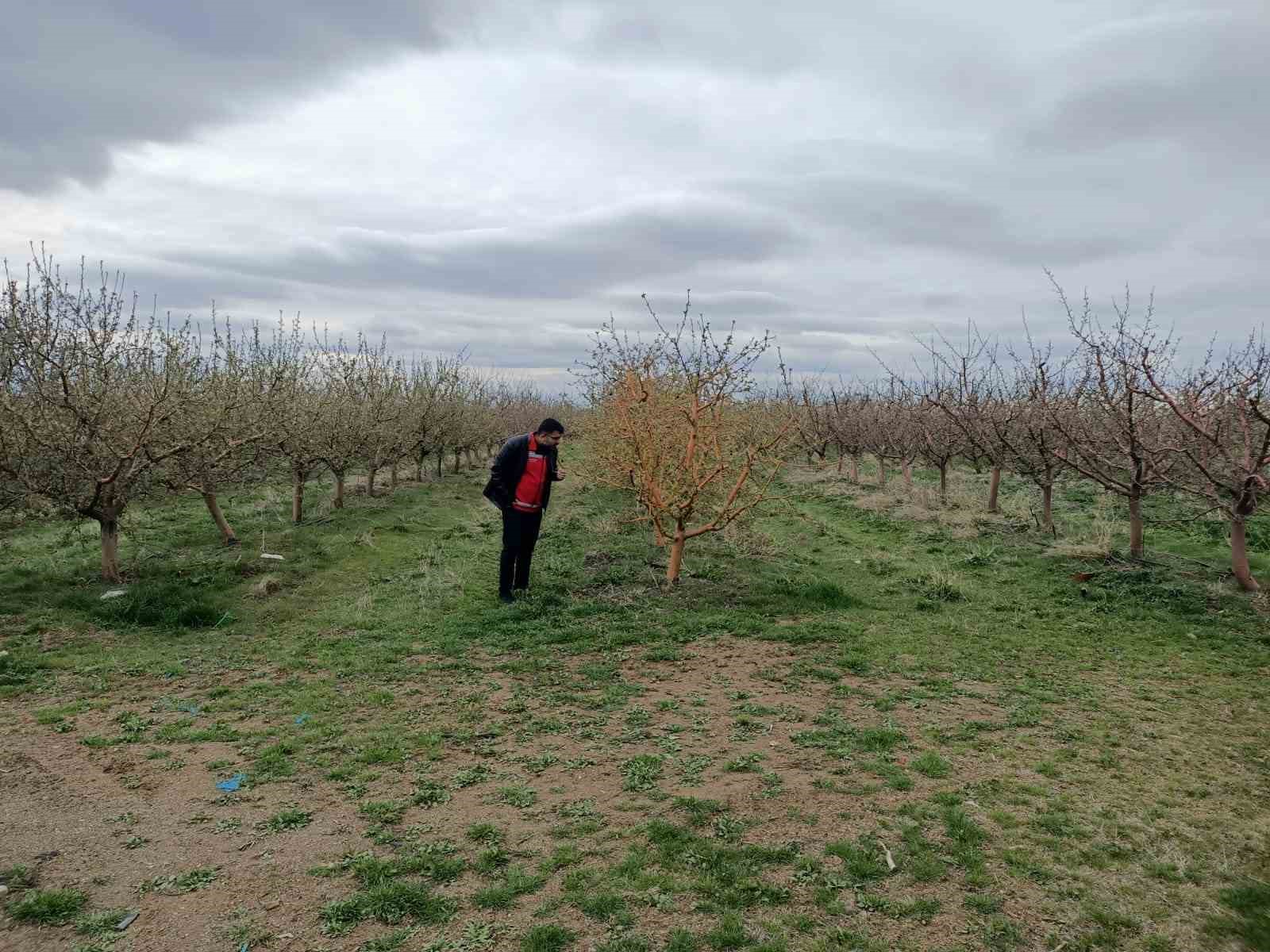 Yozgat’ta zirai don, üreticileri zarara uğrattı