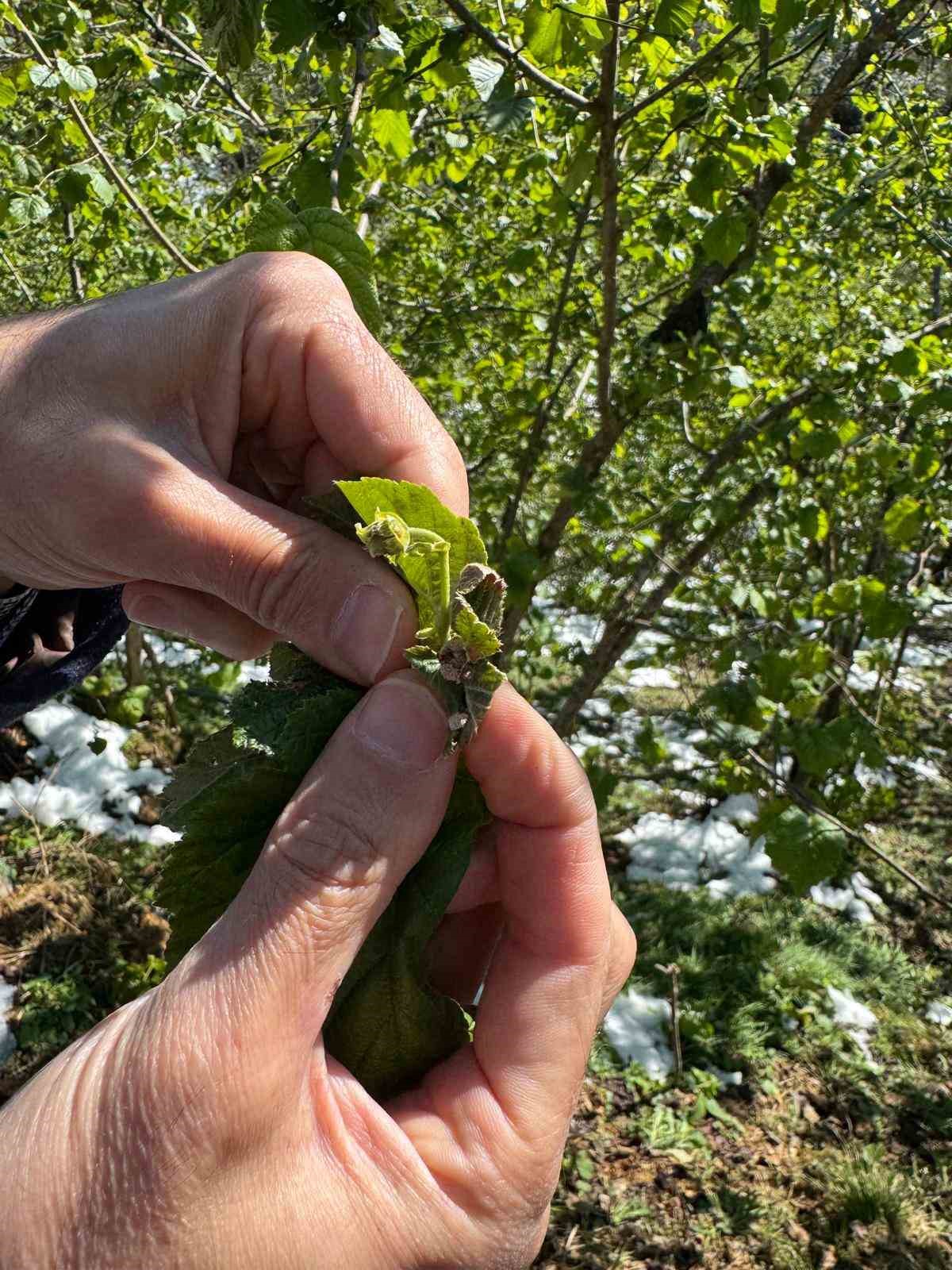 Giresun Ziraat Odası Başkanı Nurittin Karan: 