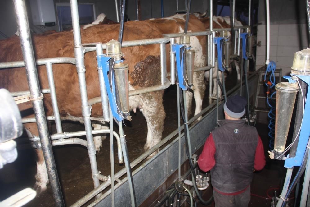 Ticari süt işletmelerince 857 bin 821 ton inek sütü toplandı