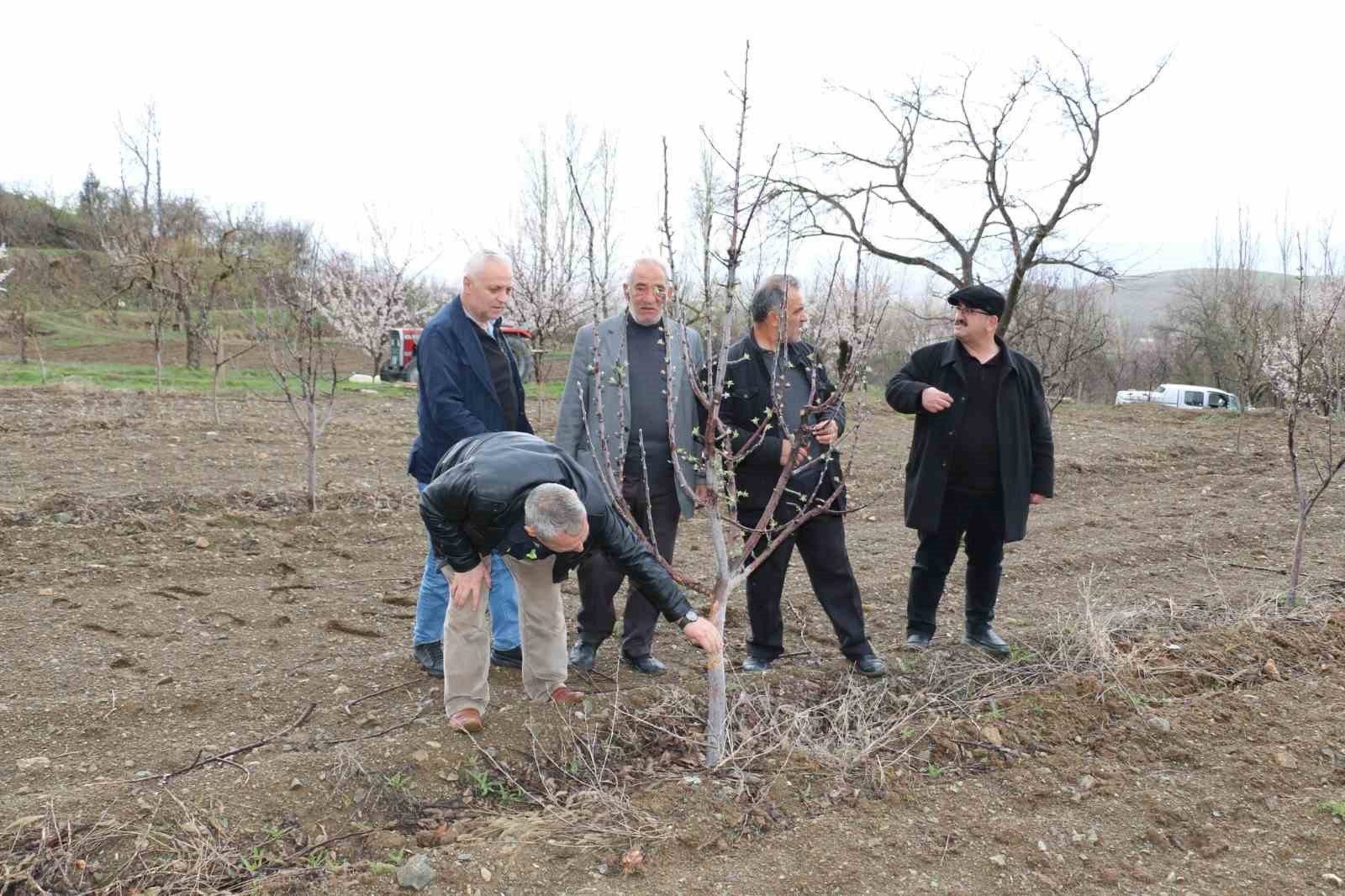 Aç kalan tavşanlar fidanları kemirdi