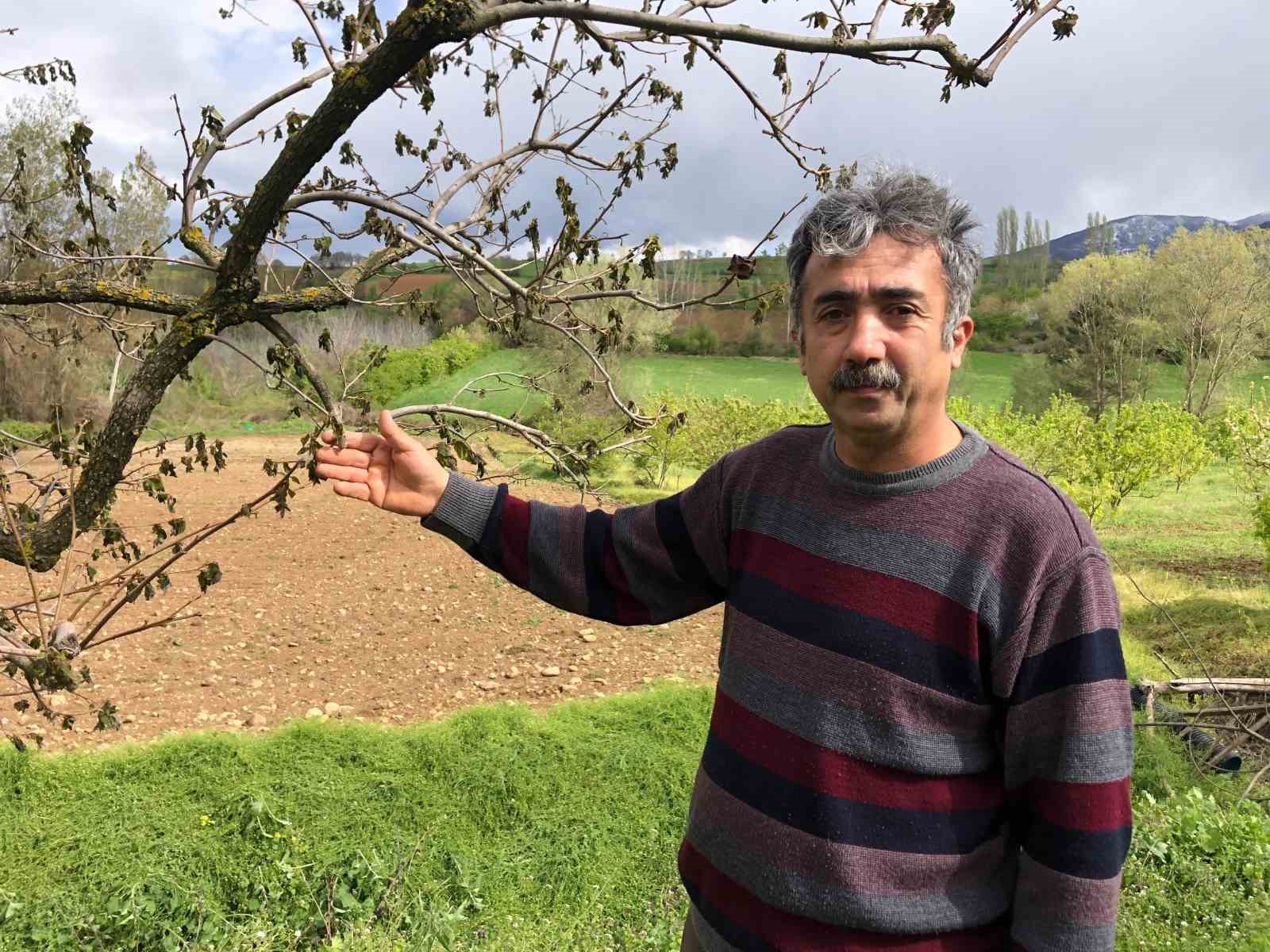 65 dönümlük bahçesindeki ağaçları zarar gören Amasyalı çiftçi: 
