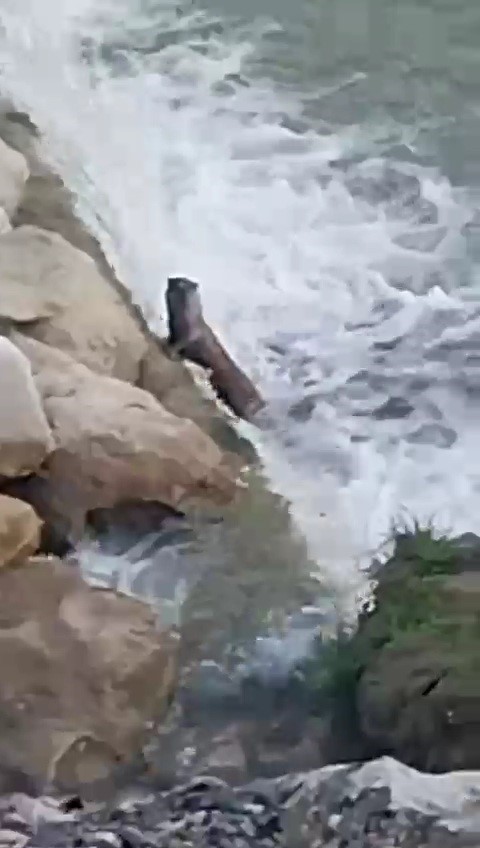 Su samurları, balıkçıl kuşu ve karacalar kamerada