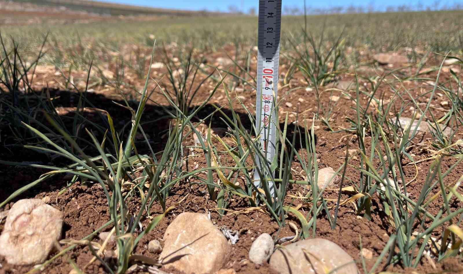 Şanlıurfa’da kuraklık alarmı