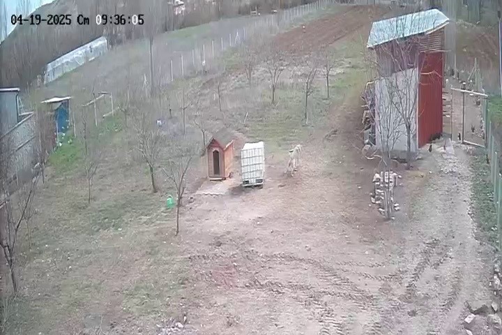 Kangal köpeğinin refleksi tavukların tilkiye yem olmasını önledi