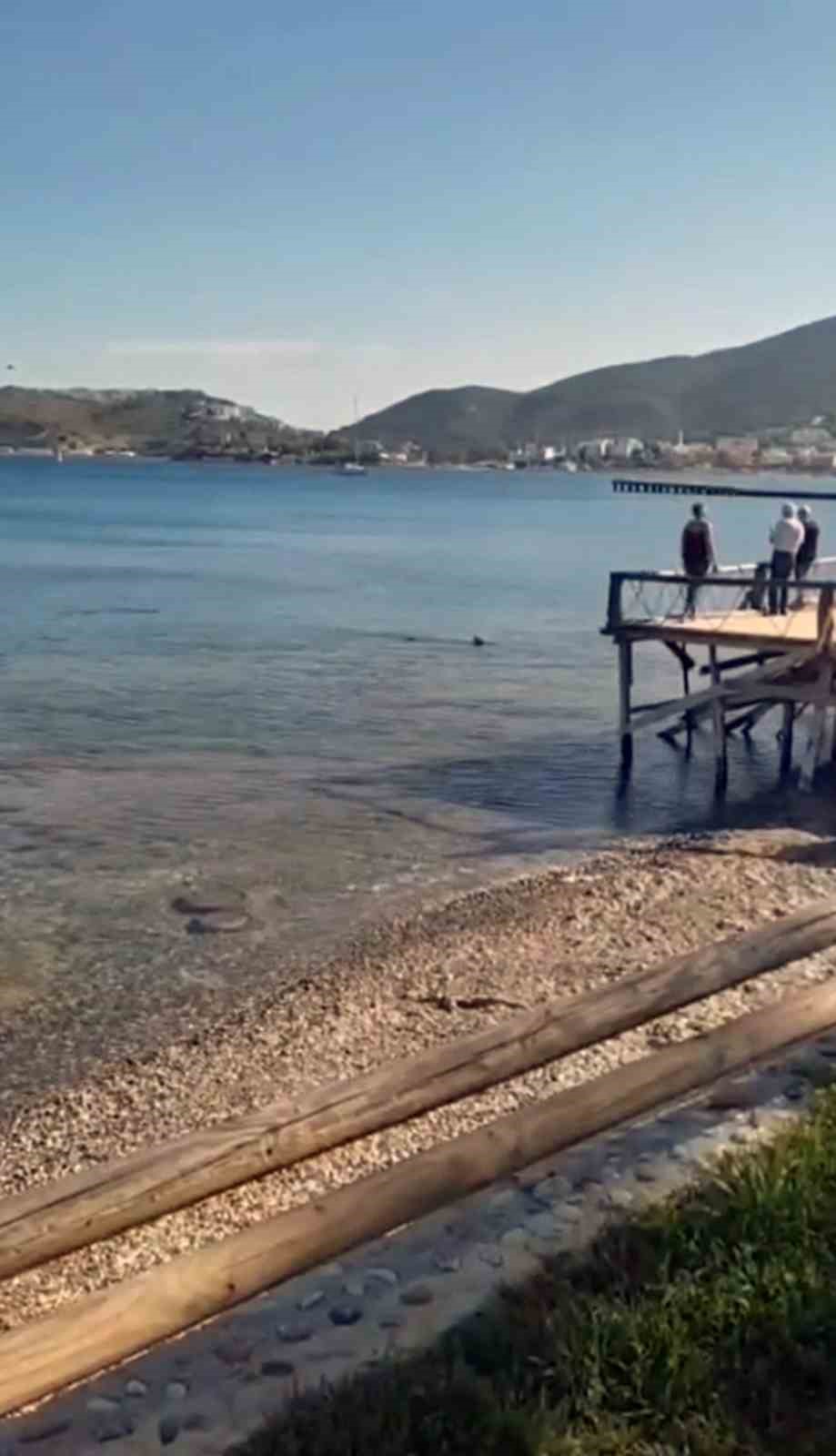 Datça’da kıyıya yakın bölgede iki köpek balığı görüldü