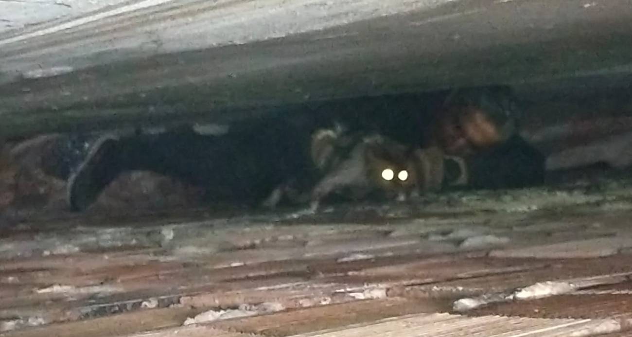 Bina boşluğuna düşen kedi, 7 saatlik operasyonla kurtarıldı
