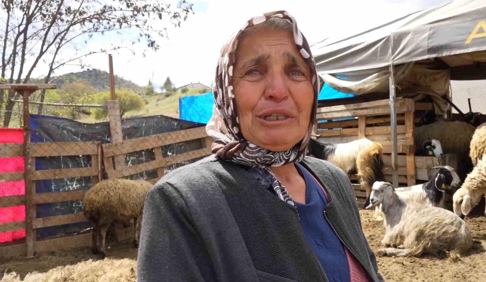 Sürüsünü kurtlara kaptıran kadın gözyaşlarını tutamadı: 