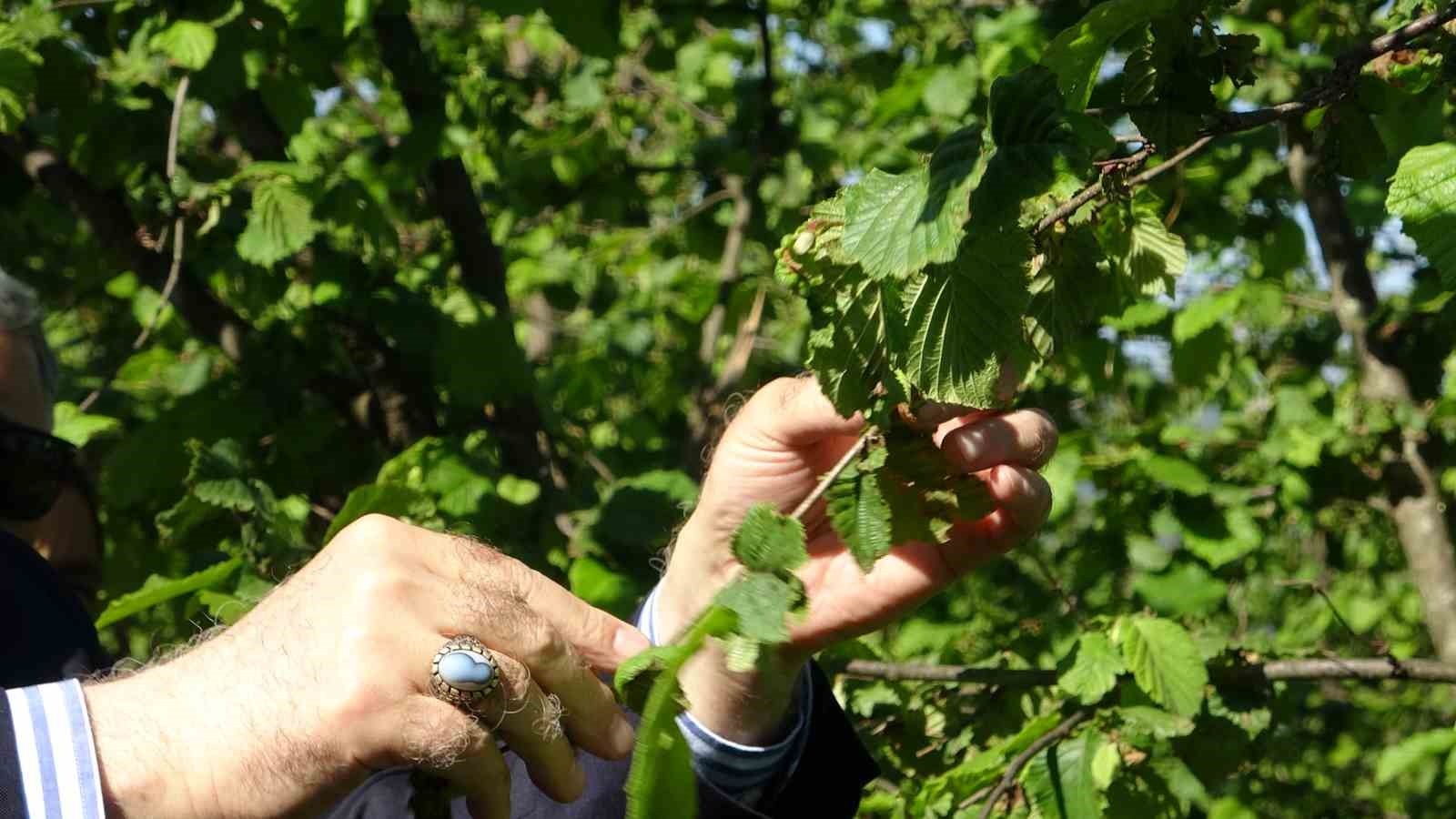 TZOB Genel Başkanı Bayraktar, Giresun’da zirai don incelemesinde bulundu