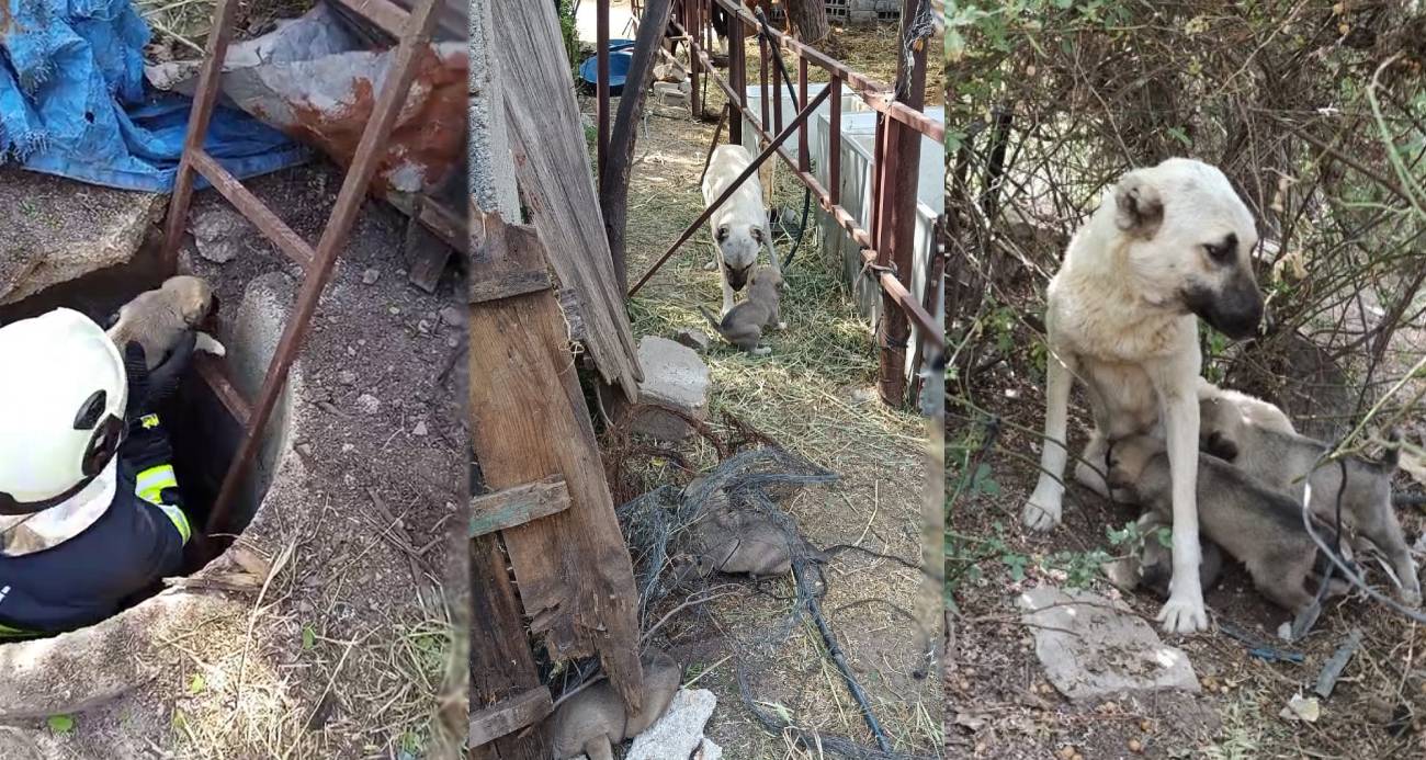 Anne köpeğin kuyuya düşen yavrularına kavuşması yürekleri ısıttı