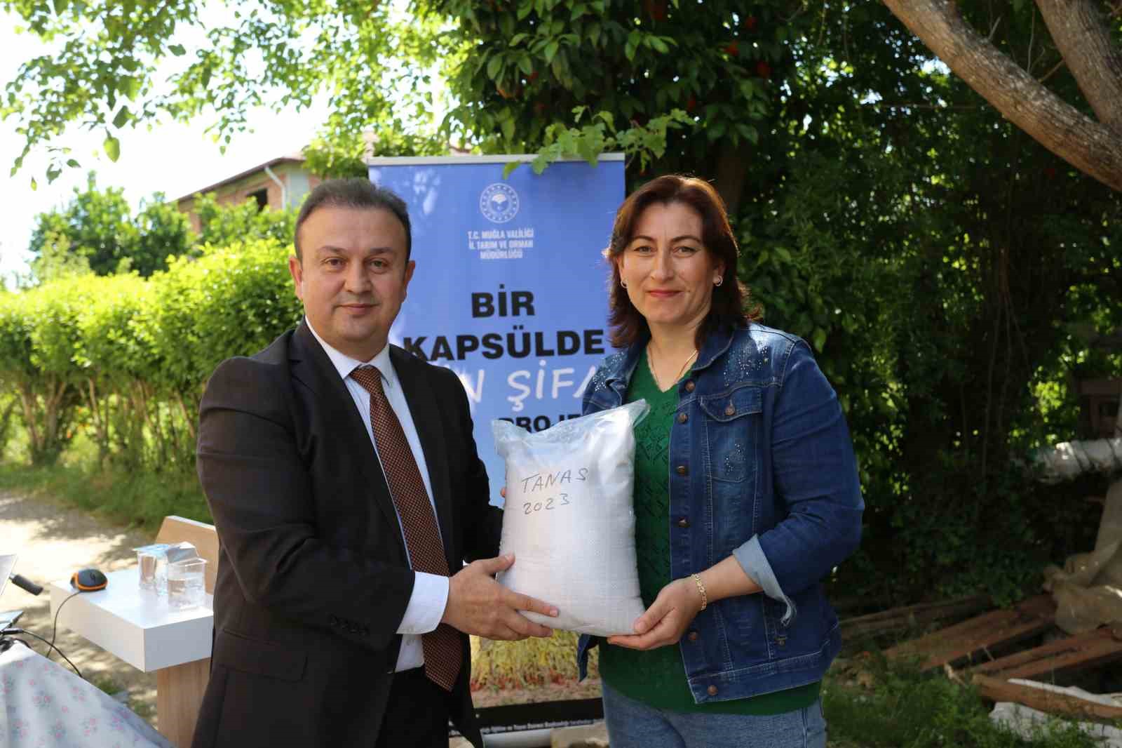 Köyceğizli üreticilere yerli Susam tohumu dağıtıldı