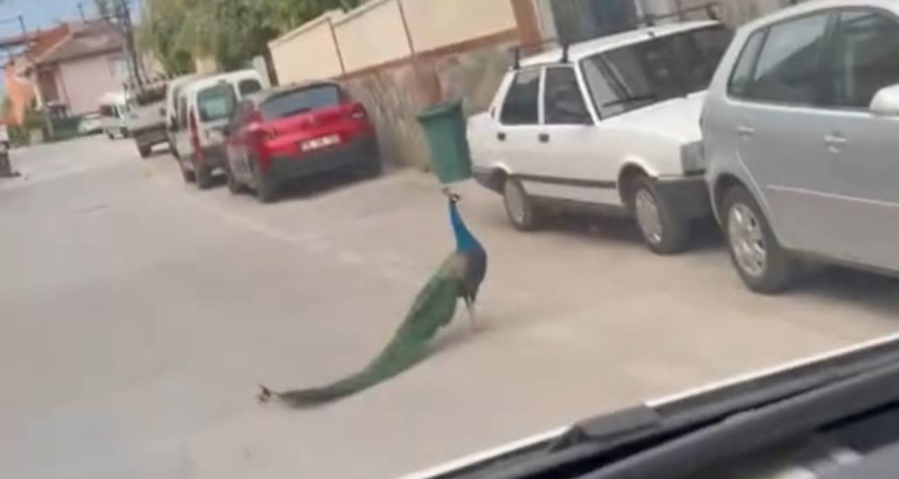 Sokak ortasında gezen tavus kuşu sürücülere ilginç anlar yaşattı