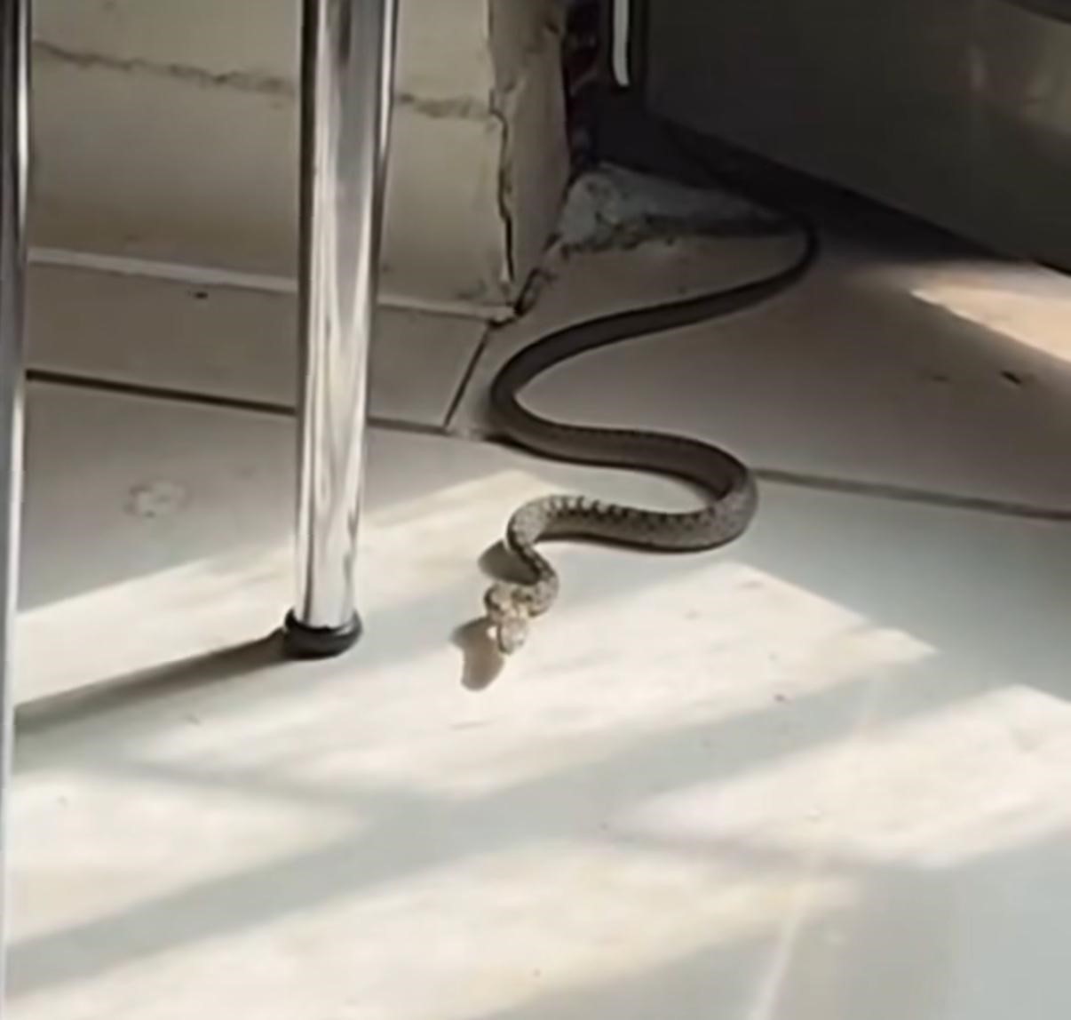 Diyarbakır’da mutfağa giren yılanı gören kedi zıpladı