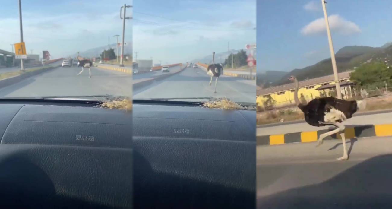 Deve kuşunu trafikte gören vatandaşın şaşkınlık yaşadığı anlar gülümsetti