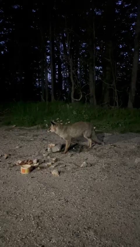 Uludağ’da tilkileri besledi, o anları kayda aldı