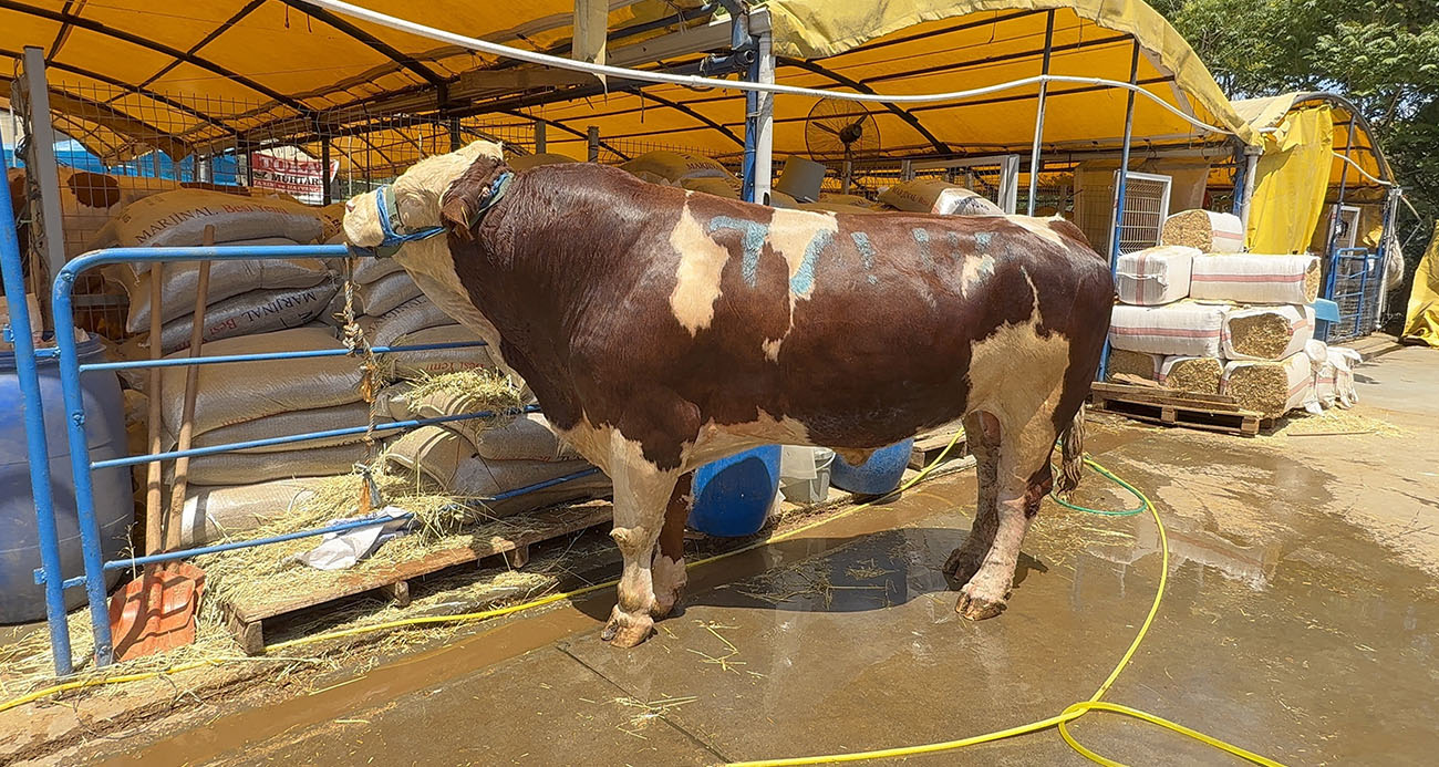 Kurban pazarının şampiyonu oldu: 1 ton 200 kiloluk dana 420 bin TL'ye alıcı buldu