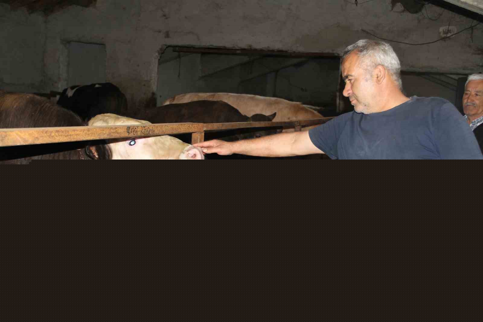 Başkentliler kurbanlık alımında fiyatların daha düşük olduğu Çankırı’yı tercih ediyor