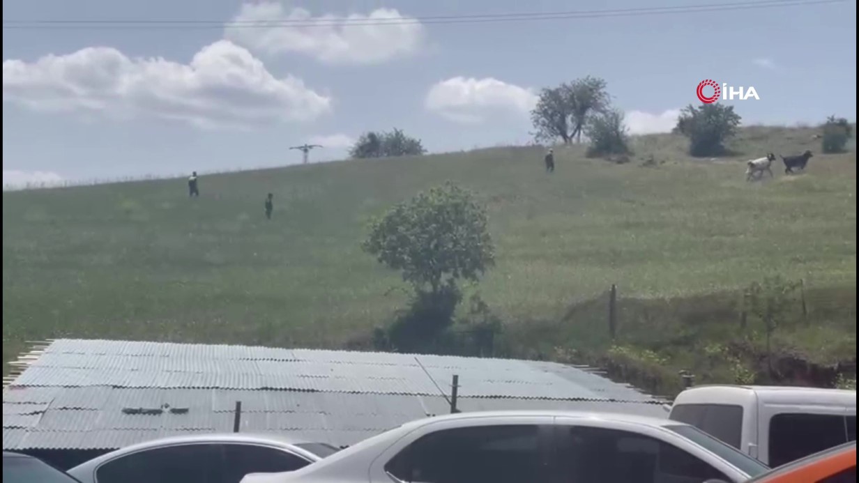 Ankara’da kurbanlıklar firar etti, vatandaşlar kovaladı