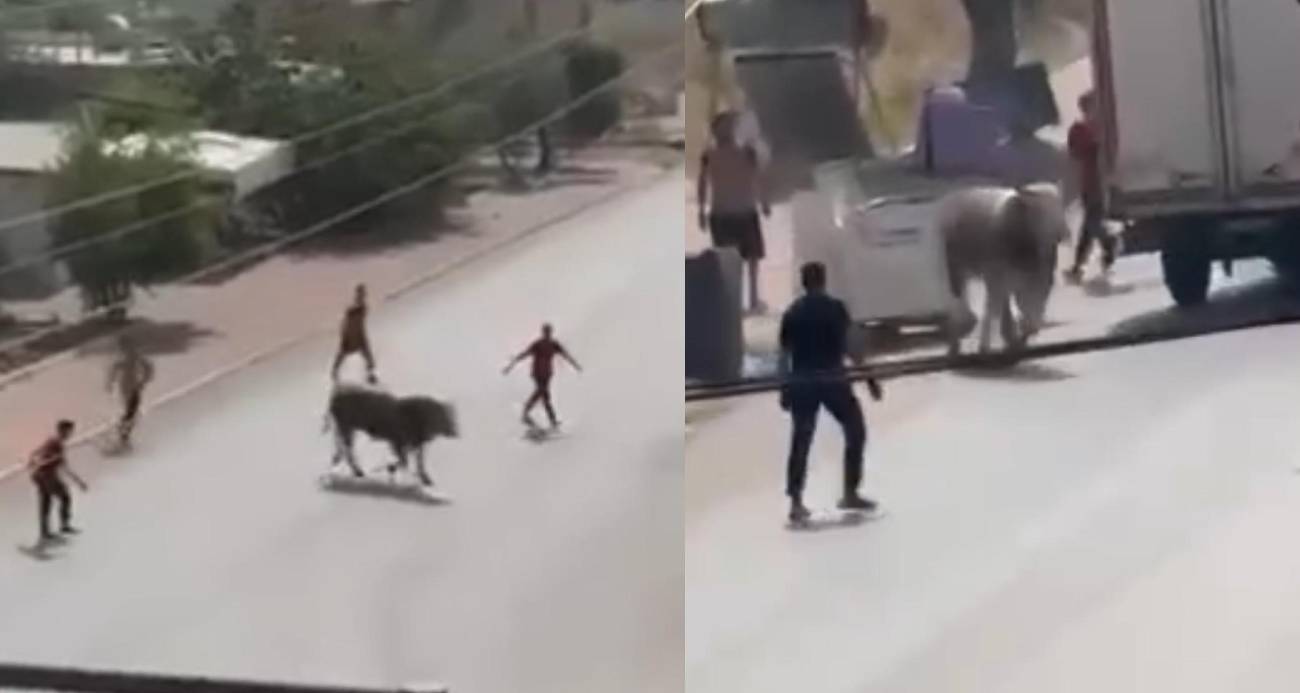 Kaçan boğa ortalığı birbirine kattı, diğeri ise denizde telef oldu