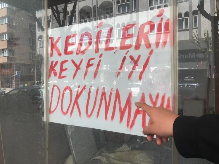 Boş dükkanda bulunan kediler ilginç bir tartışmaya yol açtı
