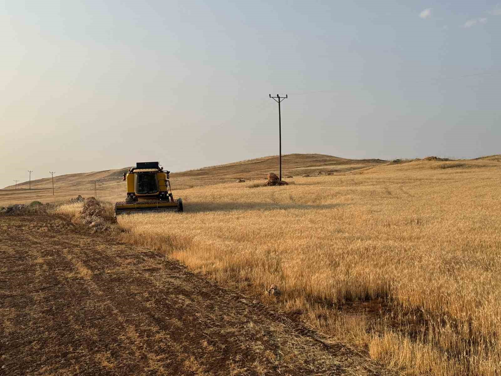 Siirt’te buğday hasadı: Çiftçiler umduklarını bulamadı