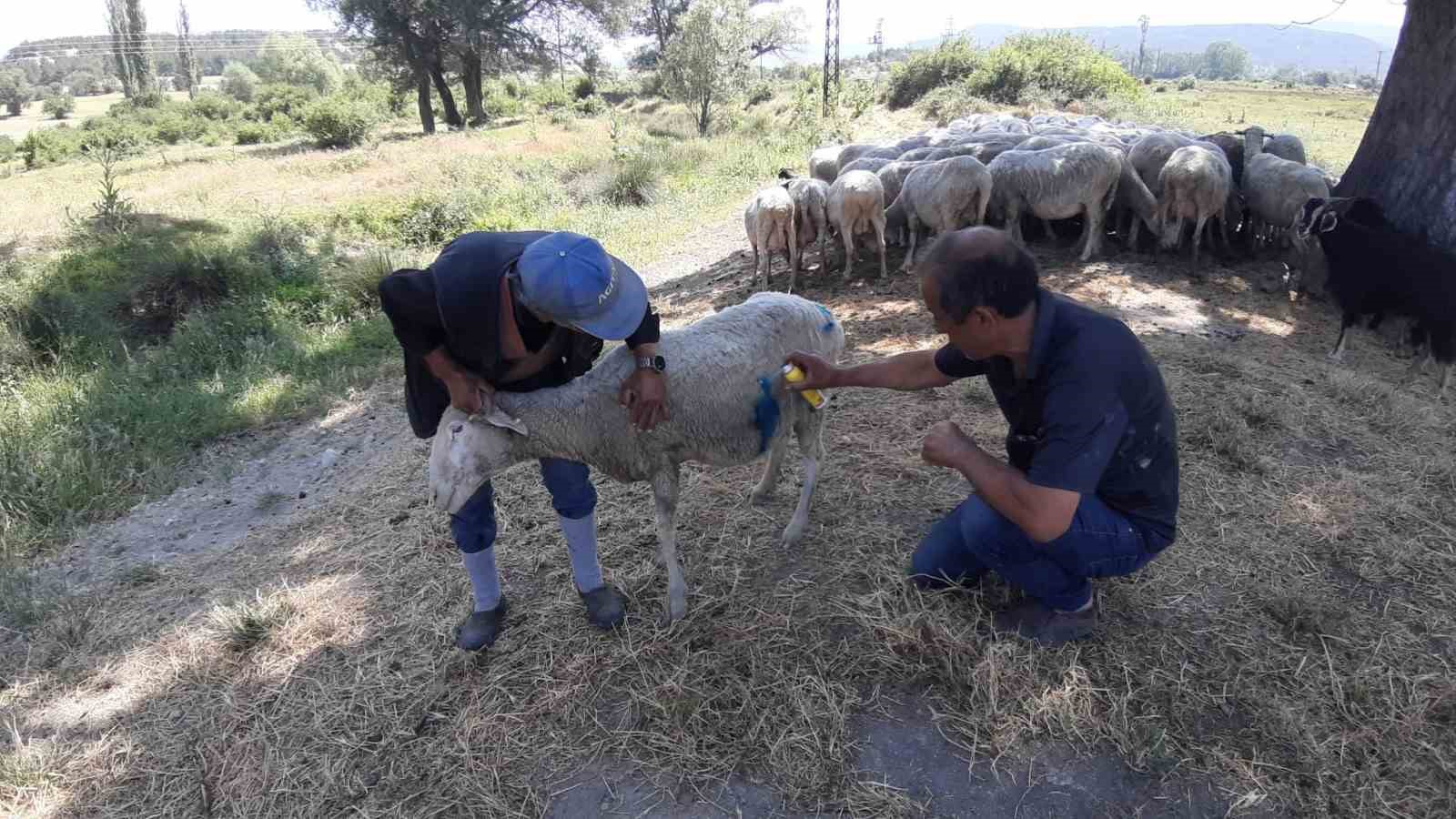 Bolu’da başıboş köpekler sürüye saldırdı: 
