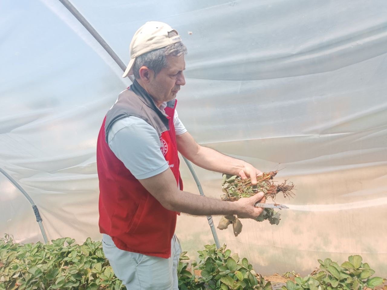 Menteşe’de çiftçilere hastalık ve zararlı kontrolü desteği