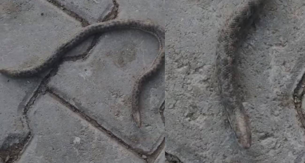 Elazığ’da çift başlı yılan tedirgin etti