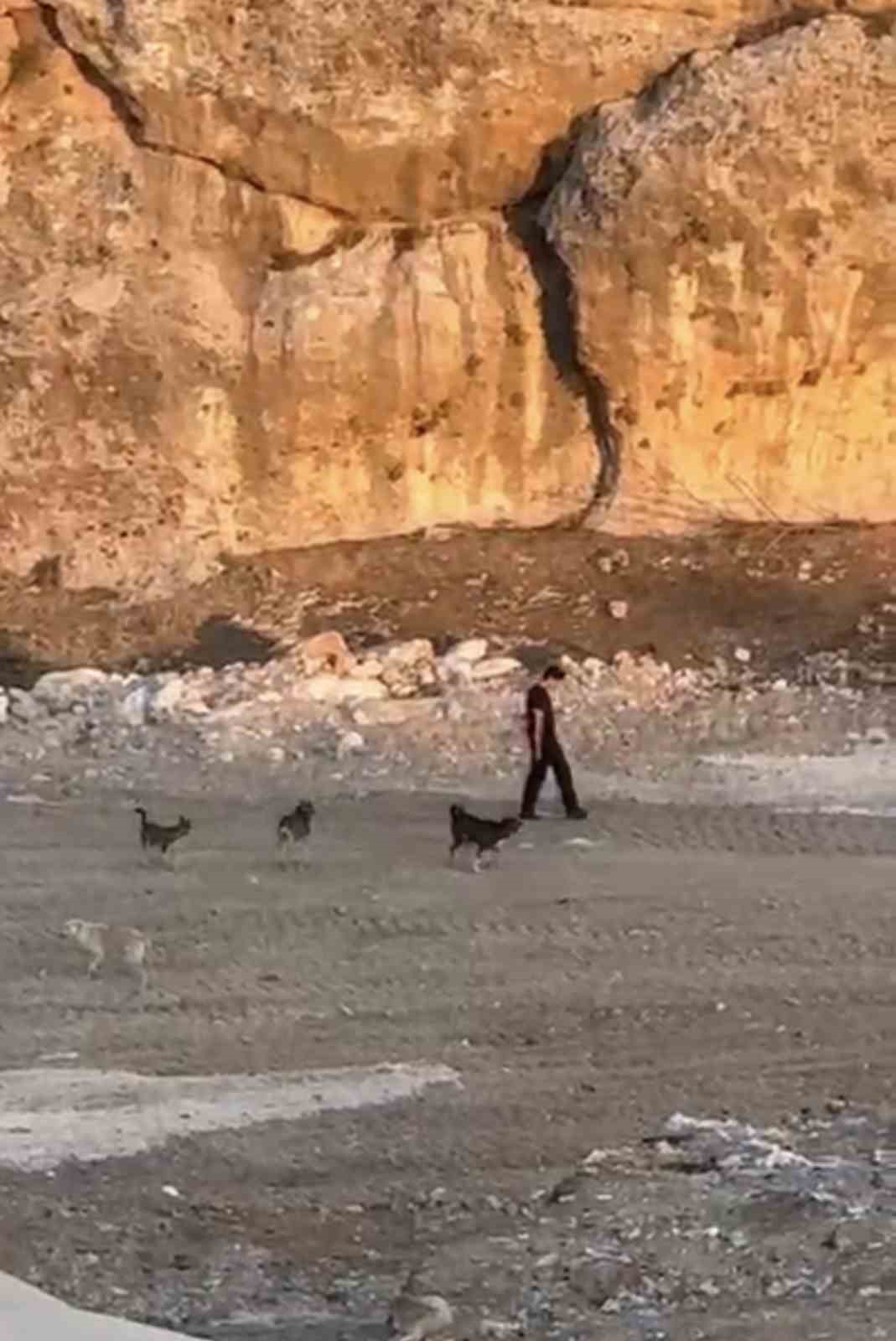 Köpeklerin saldırısına aldırış etmeden yoluna devam etti