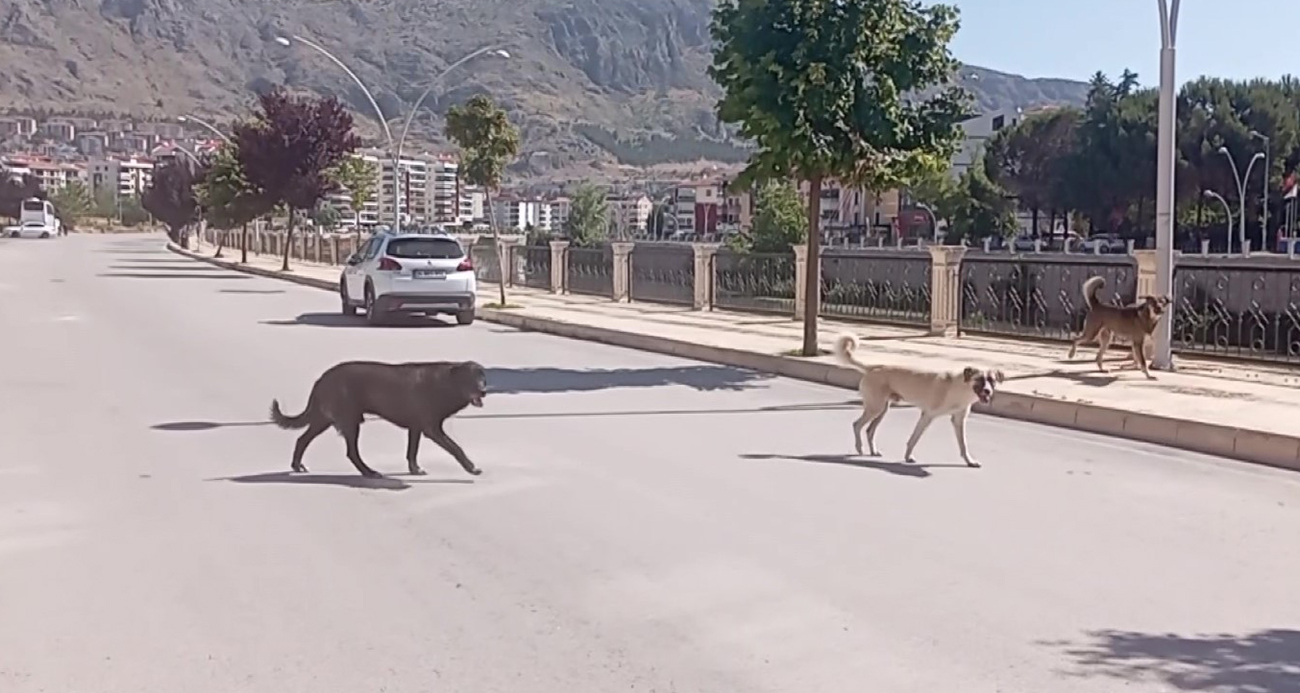 Amasya sokaklarında halkı korkutan ’köpek çetesi’