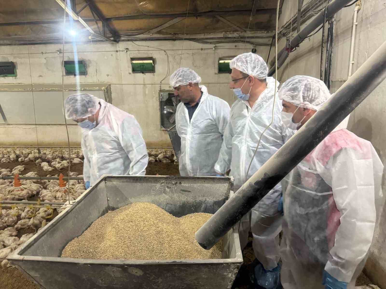 Tavuk eti üretimi Mayıs ayında yüzde 1,8 arttı