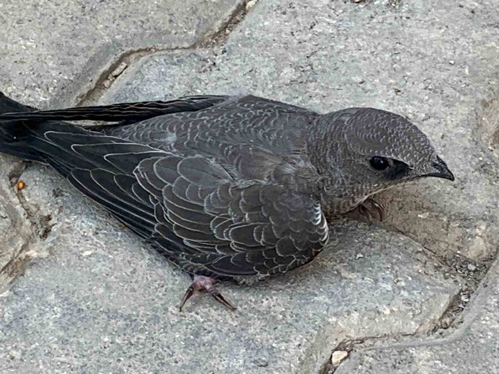 Bitkin halde bulduğu Ebabil kuşunu koruma altına aldı
