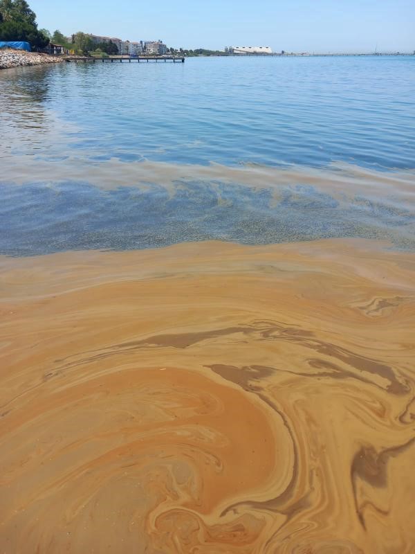 Yalova’da deniz kirliliğine sebep olan fabrikaya inceleme