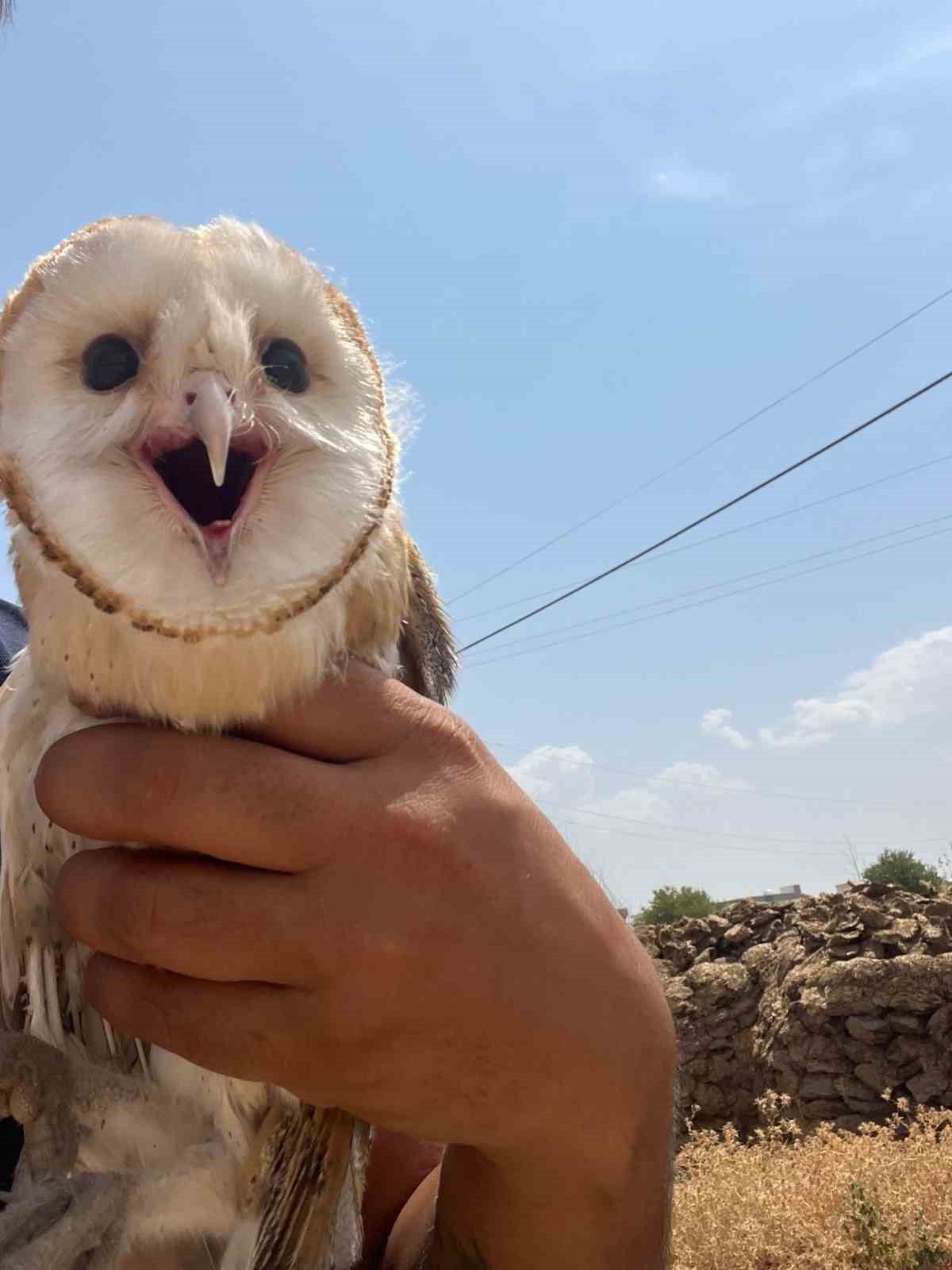 Diyarbakır’da sıcaktan bunalan peçeli baykuş eve sığındı