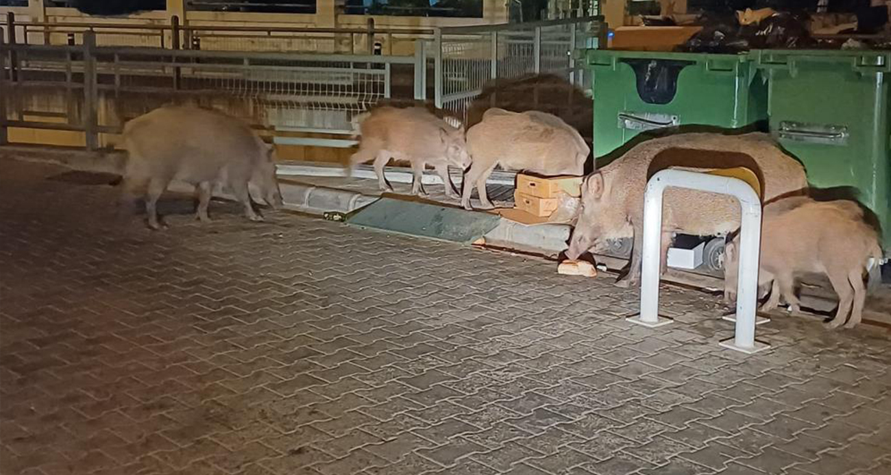 Belediye sessiz kaldı, Marmaris’i domuzlar ele geçirdi