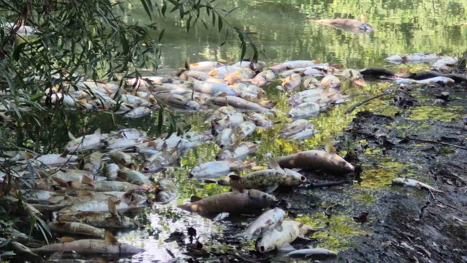 Bartın’da toplu balık ölümleri