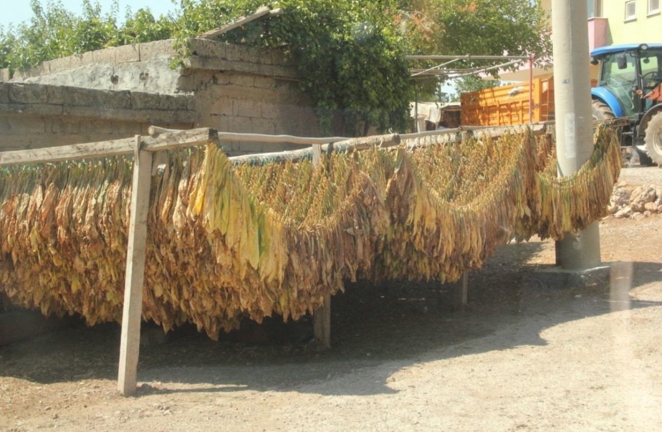 Siirt’te tütün hasadı başladı