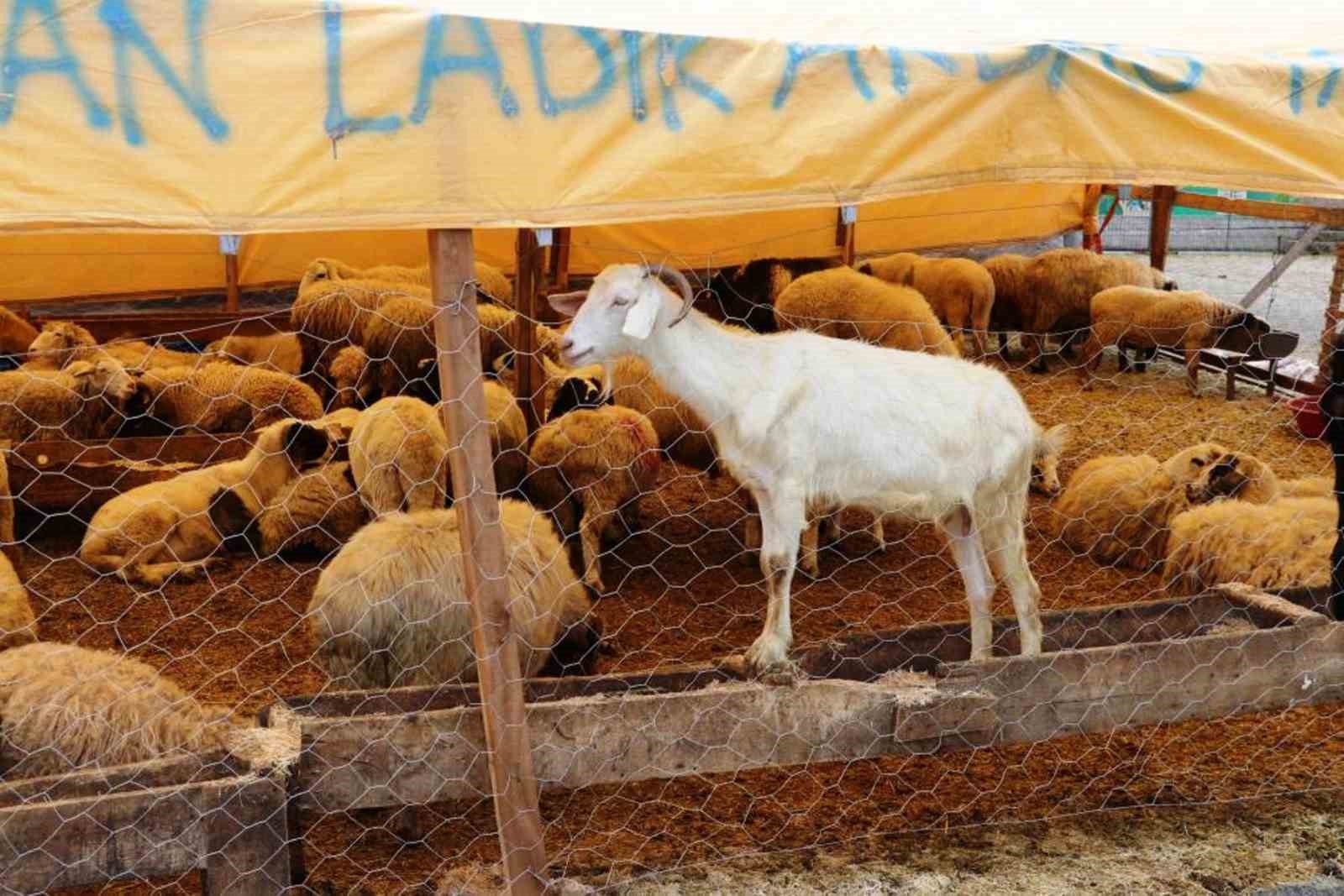 Samsun’da 492 bin ton hayvansal üretim planlanıyor